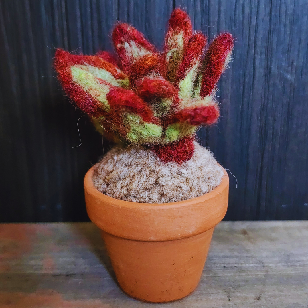 Handmade Potted Wool Firestorm Sedum Succulent