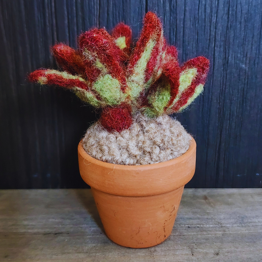 Handmade Potted Wool Firestorm Sedum Succulent