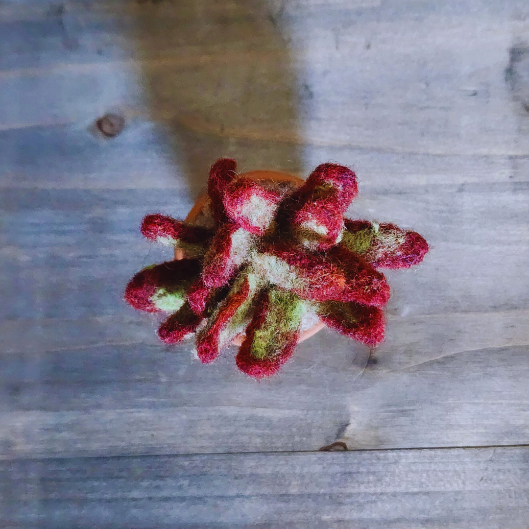 Handmade Potted Wool Firestorm Sedum Succulent