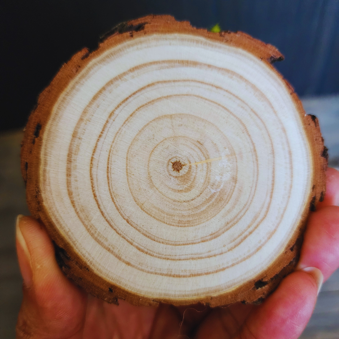 Handmade Wool Mushroom Garden on Wood Base Decor