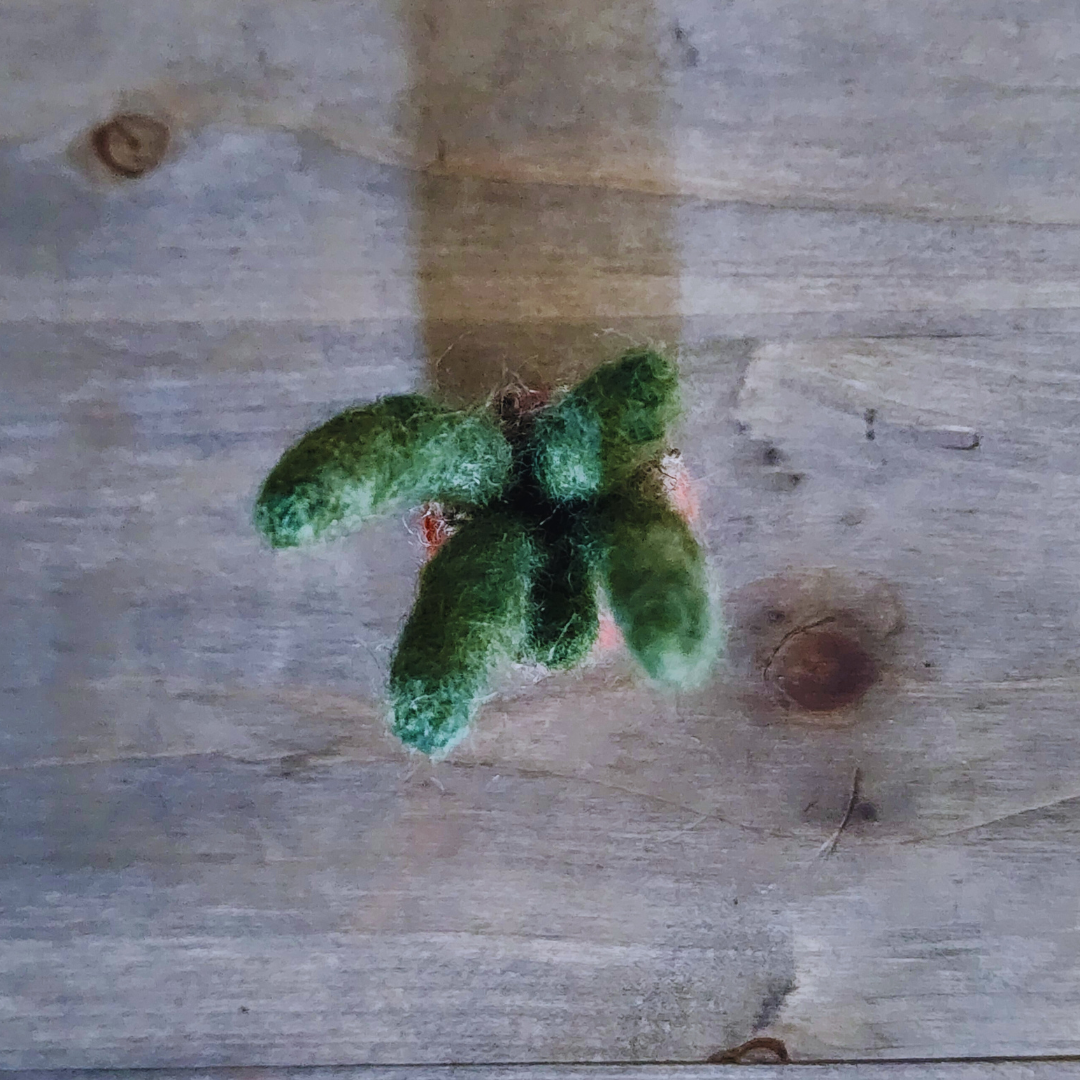 Handmade Wool Felted Mini Organ Pipe Cactus, No Thorns