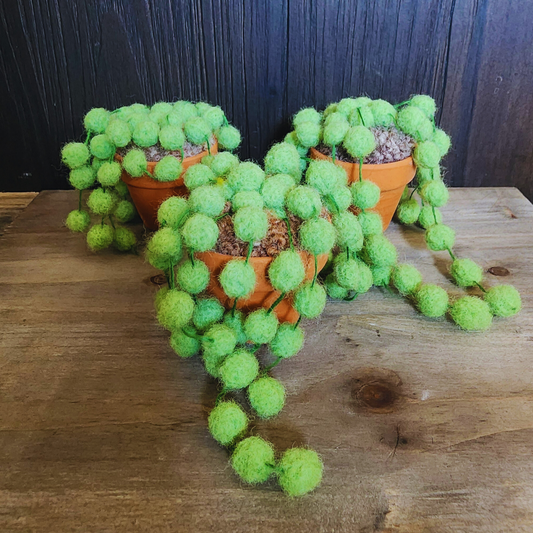 Handmade Potted Wool String of Pearls Succulent