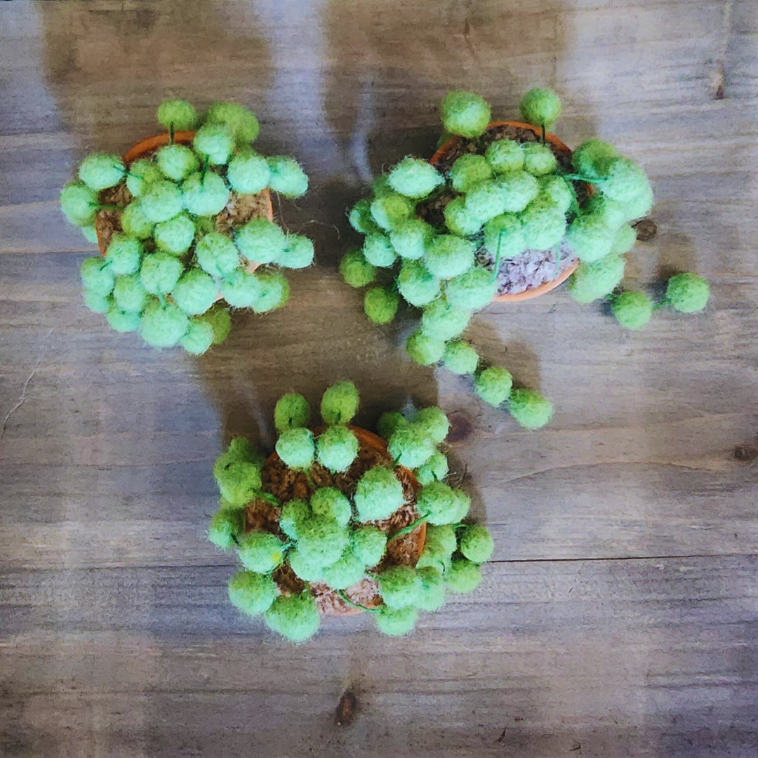 Handmade Potted Wool String of Pearls Succulent