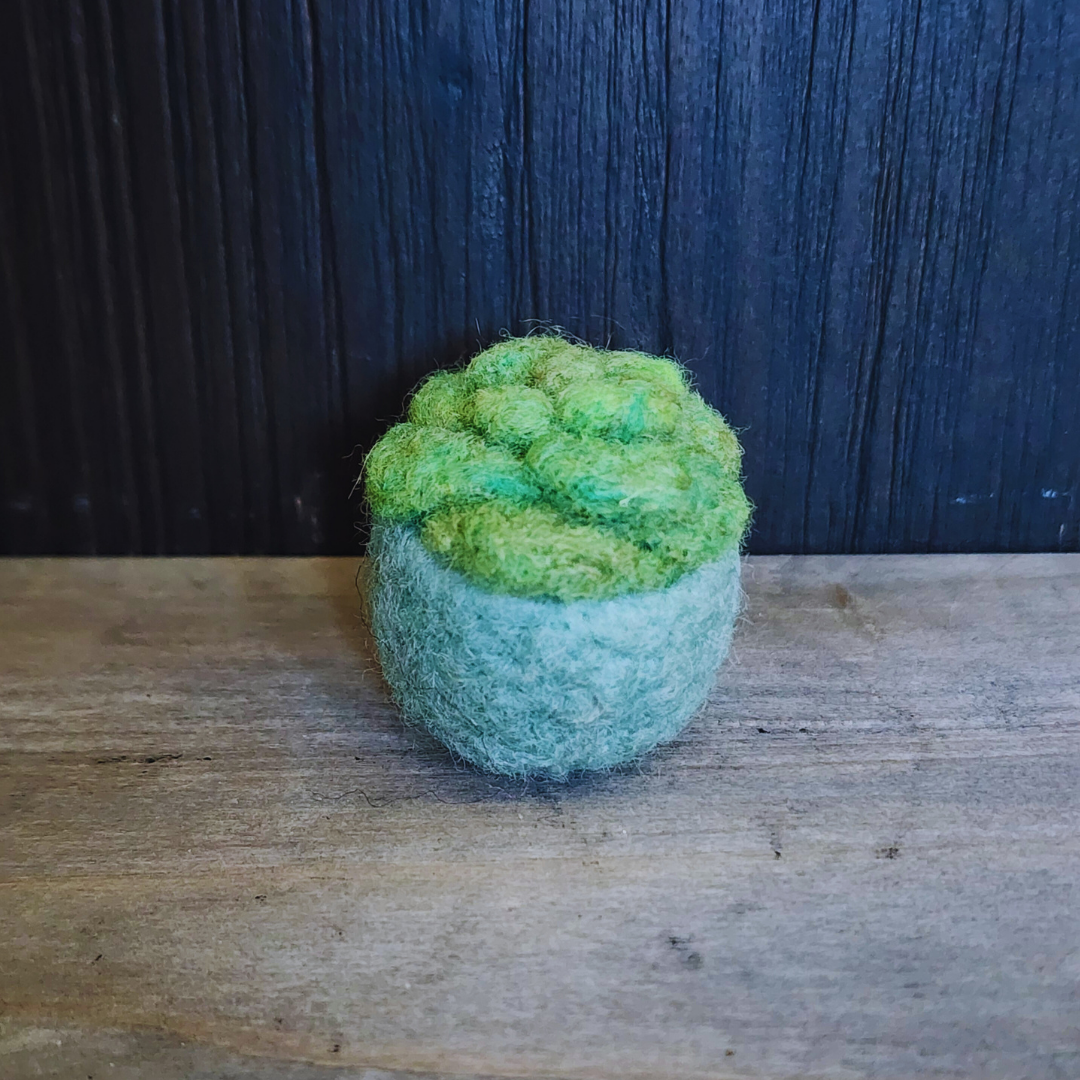 Handmade Wool Felted Mini Succulent, No Water
